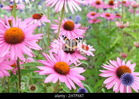 Farfalla ammiraglio rossa che poggia su Echinacea 'Parasol rosa' e Echinacea pallida 'viola chiaro' in fiore Foto Stock