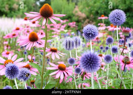 Il cardo blu di Echinops globo, Echinacea 'Parasol rosa' e Echinacea pallida 'viola chiaro' in fiore Foto Stock