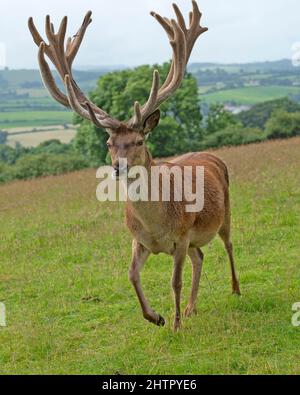 Grande stag rosso, Cervus Alaphus Foto Stock