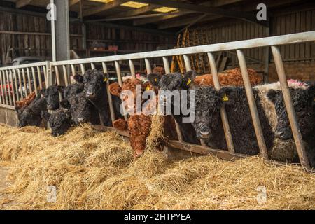 Belted Galloway bestiame mangiare insilato Foto Stock