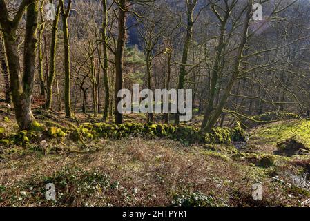 Alberi d'inverno dietro un muro di pietra coperto muschio in Hardcastle Crags, Midgehole vicino Hebden Bridge, West Yorkshire. Foto Stock