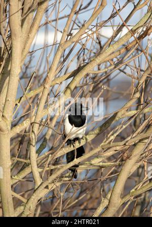 Un magpie allerta è sempre alla ricerca di un pasto facile. Un membro intelligente della famiglia di corvi il loro numero è aumentato recentemente Foto Stock