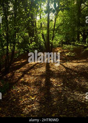 Forte luce solare autunno scoppia attraverso una parete di verde per lanciare appollamento su cucciolata foglia autunnale e sottobosco. Foto Stock