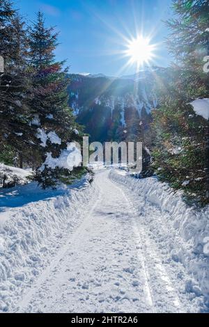 Percorso innevato tra alberi di conifere sotto il sole luminoso in un paesaggio nevoso con cielo blu nella località sciistica Grossarlberg Salisburgo Austria alpi Foto Stock