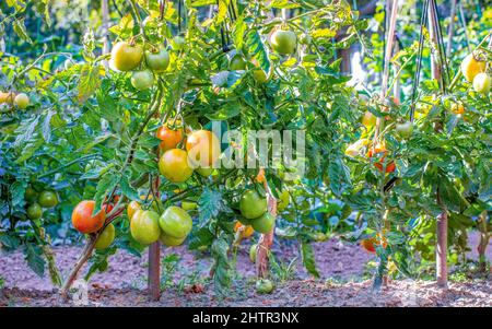 Grappoli di cavalieri di pomodori sui rami della pianta Foto Stock