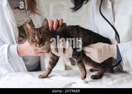 Squadra veterinaria per il trattamento dei gatti malati, mantenere concetto di salute animale, ospedale animale Foto Stock