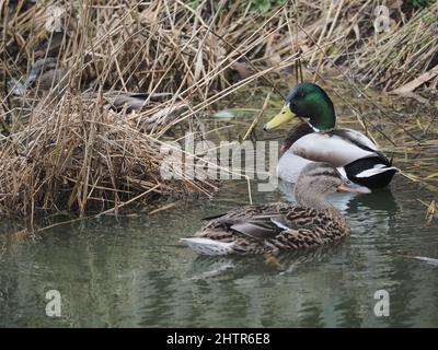 Sheerness, Kent, Regno Unito. 2nd Mar 2022. Tempo britannico: Una giornata bagnata e grigia a Sheerness, Kent. Credit: James Bell/Alamy Live News Foto Stock