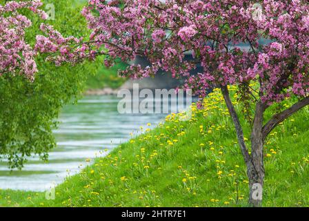 Granchio melo in piena fioritura, fiori rosa, fiori gialli di dente di leone e erba verde. Foto Stock