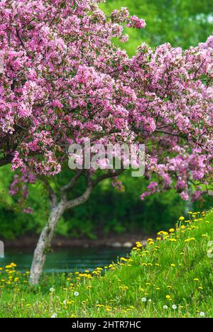 Alberi di mele granchio in piena fioritura, fiori rosa, fiori gialli di dente di leone e erba verde. Foto Stock