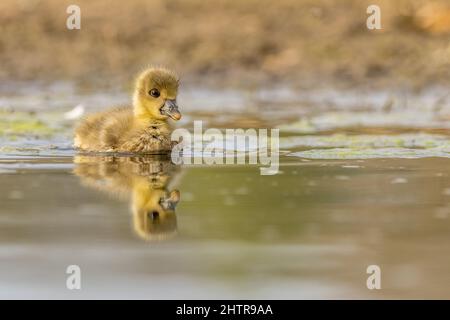 Grigiylag goose Chick con riflessione in acqua Foto Stock