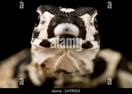 Monitor di pizzo (Varanus varius) Foto Stock