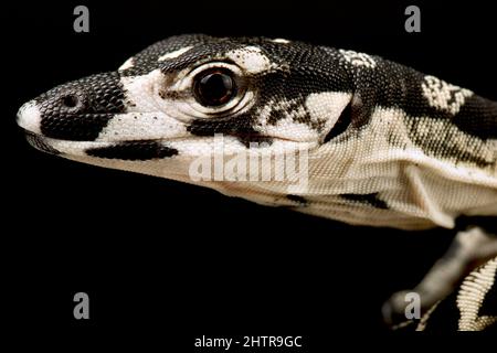 Monitor di pizzo (Varanus varius) Foto Stock