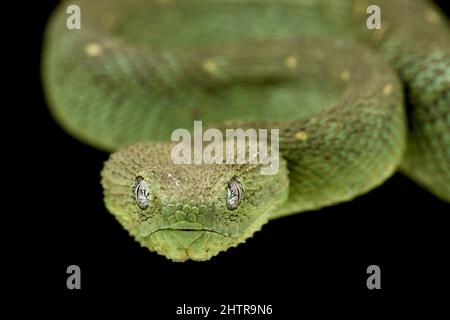 Western Bush viper (Atheris chlorechis) Foto Stock