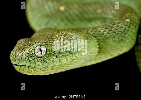 Western Bush viper (Atheris chlorechis) Foto Stock