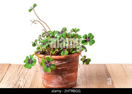 Pentola con trifoglio a quattro foglie su tavola rustica in legno isolata su sfondo bianco. Modello di design Shamrock con spazio di copia. Concetti di Buona fortuna. Foto Stock