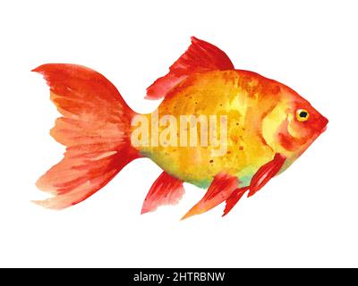 Acquerello pesce. Disegno a mano oro pesce illustrazione isolato su sfondo bianco. Animali marini Foto Stock