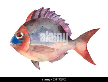 Acquerello pesce. Disegno a mano di pesce tropicale illustrazione isolato su sfondo bianco. Animali marini Foto Stock