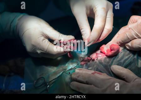 Un chirurgo e un veterinario che eseguono operazioni di castrazione o sterilizzazione su un gatto in un ospedale animale. Foto Stock