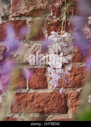 Un delicato ramo di glicine contro un muro di mattoni, fotografato attraverso le foglie. Messa a fuoco selettiva. Foto Stock