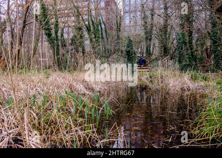 Camley Street Natural Park, Londra Regno Unito Foto Stock