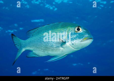 Tonno obeso imperatore, Monotaxis grandoculis, può essere trovato in gruppi, in bilico in pelagica durante il giorno. Di notte si disperdono su aree sabbiose dove il Foto Stock