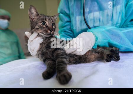 Squadra veterinaria per il trattamento dei gatti malati, mantenere concetto di salute animale, ospedale animale Foto Stock