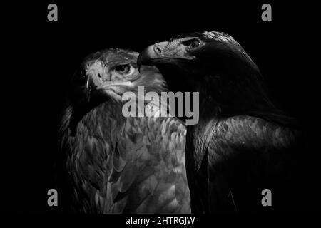 Primo piano di due aquile di Steppe (Aquila nipalensis) isolate su sfondo nero Foto Stock