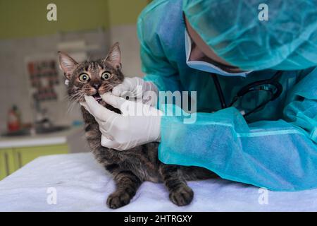 Squadra veterinaria per il trattamento dei gatti malati, mantenere concetto di salute animale, ospedale animale Foto Stock