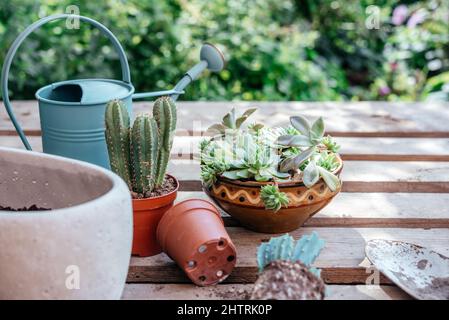 Succulenti e cactus in vaso pronti per essere ripiantati su sfondo di legno Foto Stock