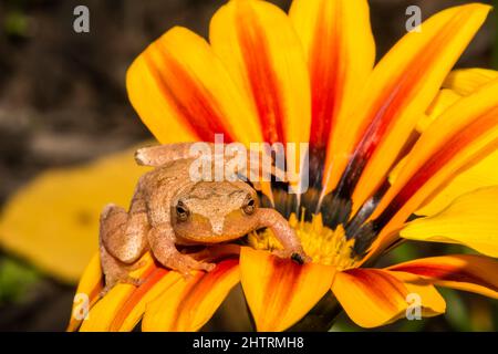 Peeper della Primavera Settentrionale - Crociere Pseudacris Foto Stock