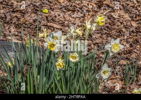 Un gruppo di naffodils gialli e bianchi scortesi che crescono selvaggiamente nel bosco a fianco di una grande roccia circondata dalle foglie cadute in una giornata di sole a la Foto Stock