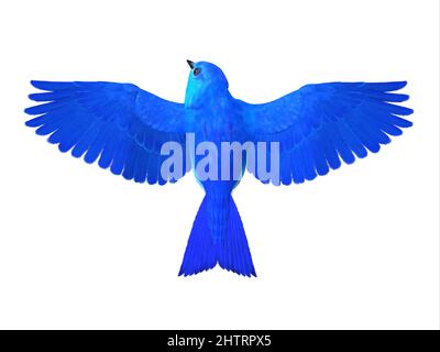 Il Bluebird della felicità è un simbolo di gioia e di attesa verso tempi migliori nel futuro. Foto Stock