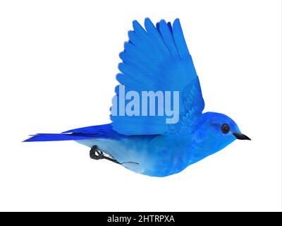 Il Bluebird della felicità è un simbolo di gioia e di attesa verso tempi migliori nel futuro. Foto Stock