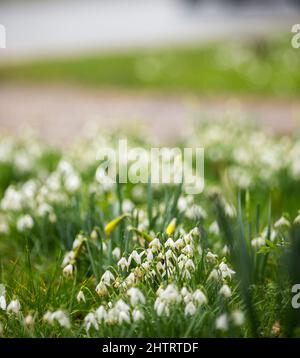 Doddington Hall, Lincoln , Lincolnshire, Regno Unito. 2nd Mar 2022. Meteo Regno Unito. Una giornata bagnata al concorso di bulbi primaverili Doddington Hall. Il palageante della lampadina a molla è stato avviato nel 1950s. E' una casa padronale elisabettiana con arazzi fiamminghi e giardini murati, oltre ad un ristorante, un cafe' e un negozio. Credit: Windmill Images/Alamy Live News Foto Stock