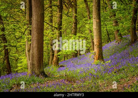 Bluebells (Hyacinthoides non-scripta) Hardcastle Crags è una valle boscosa di Pennine nello Yorkshire occidentale, Inghilterra. Foto Stock