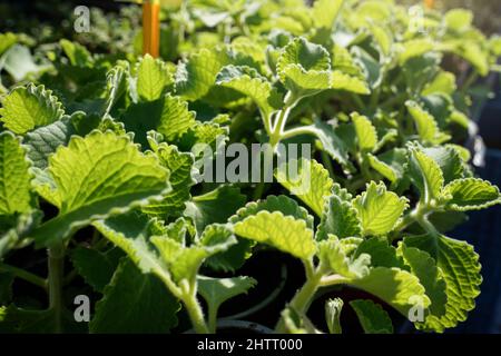 Sole brilla sulla terra borragine menta indiana - Coleus amboinicus - erbe visualizzate sul mercato alimentare di strada, primo piano dettaglio Foto Stock