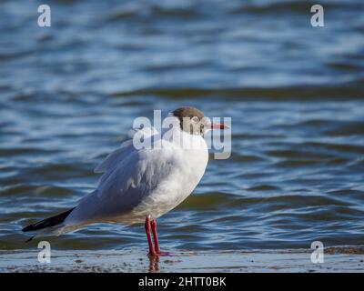 Gabbiano a testa nera accanto alla riva del lago Foto Stock