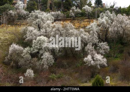 Il gruppo di mandorli in fiore segnala l'inizio della primavera Foto Stock