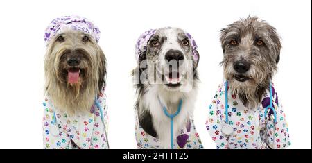 Banner carnevale. Tre cani vestiti come veterinario con stetoscopio, abito ospedale e cappello. Isolato su sfondo bianco. Foto Stock