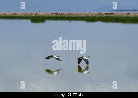 Due oche egiziane, Alopochen aegyptiaca, attraversano un lago in volo a basso livello. Foto Stock