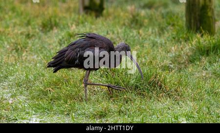 Glossy Ibis (Plegadis falcinellus), Gloucestershire, Regno Unito Foto Stock