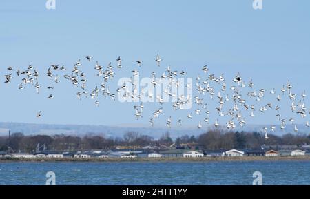 Gray Plover e il nodo rosso si accorrono volando verso un'alta marea con Pagham villaggio sullo sfondo, RSPB Pagham Harbour, West Sussex, Regno Unito, febbraio. Foto Stock