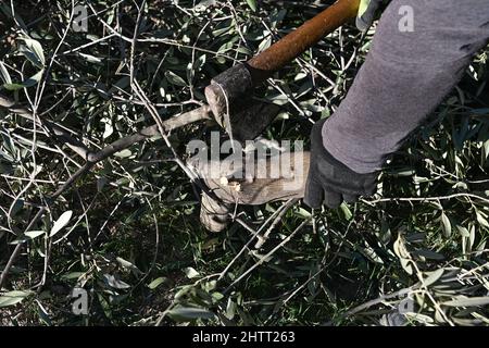 Mestieri e lavori tradizionali nell'oliveto, la Poda. Foto Stock