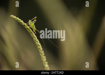 Bush-cricket (Leptophyes punctatissima) puntato su un adulto in piedi su un plantain Foto Stock