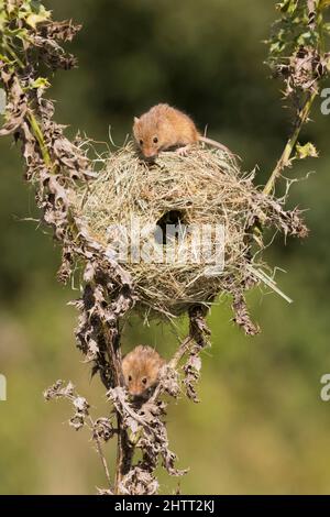 Harvest mouse (Micromys minutus) 2 adulti al nido Foto Stock