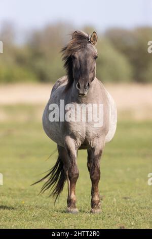 Cavallo Konik (Equus caballus gemelli) adulto in piedi sulla palude Foto Stock