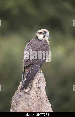 Lugger Falcon (Falco jugger) adulto arroccato su roccia Foto Stock