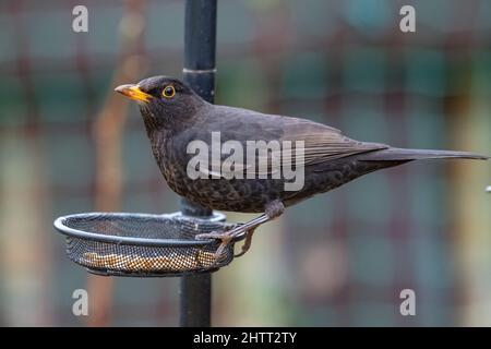 Uccello nero femminile (Turdus merula) che si nutrono di polli Foto Stock