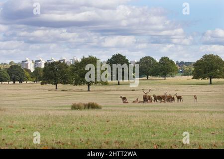Red Deer (Cervus elaphus) gruppo in prateria durante il rut con Roehampton blocchi torre in background, Richmond Park, Londra Foto Stock
