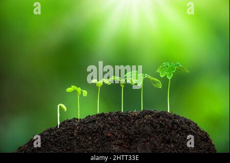 Le piante tropicali giovani e verdi crescono sul terreno fertile nella stagione delle piogge. Piantine, germinazione di piante, radicola, cotiledone e foglia. Foto Stock